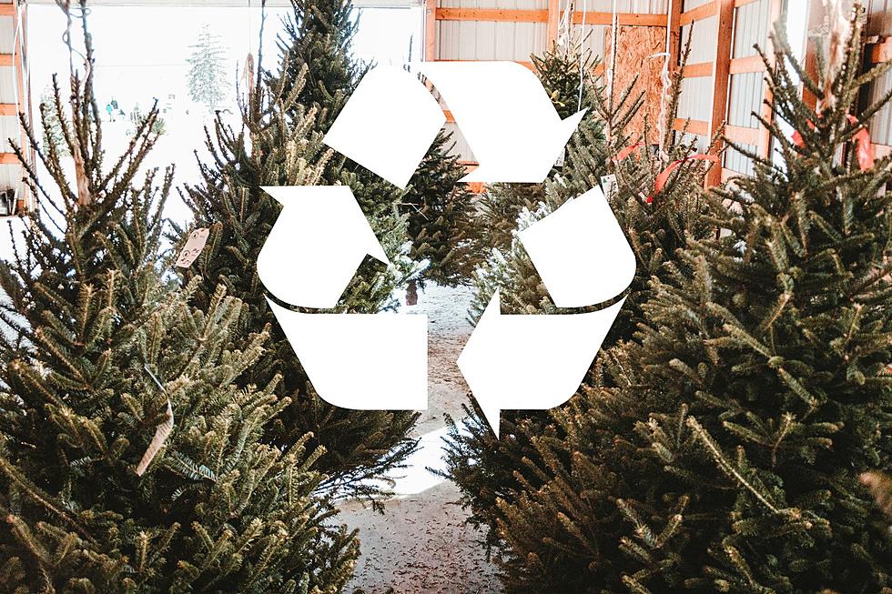 15 New Jersey Parks Where You Can Recycle Your Christmas Tree