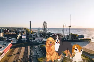 Pups And Pints Returns To Casino Pier This Summer