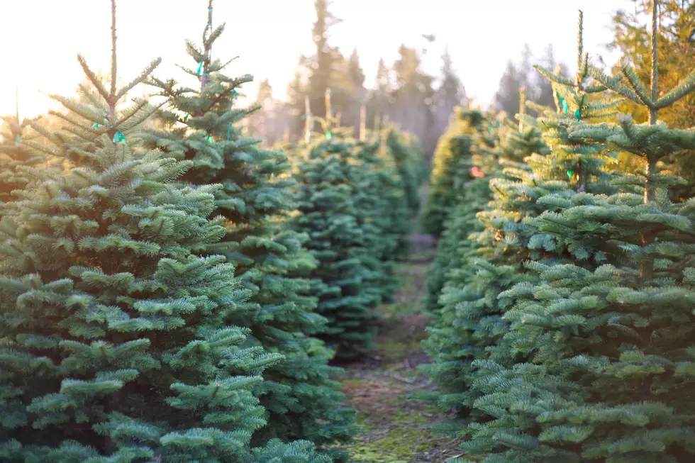 Real Or Fake? 5 Reasons ‘Real’ Christmas Trees Are Better