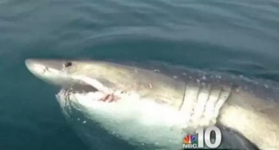 Shocking 2013 Great White Shark Sightings at the Jersey Shore [PHOTOS/VIDEO]