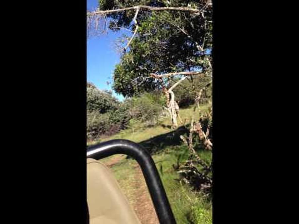 Tourist Captures Amazing Video of Giraffe Chasing Jeep