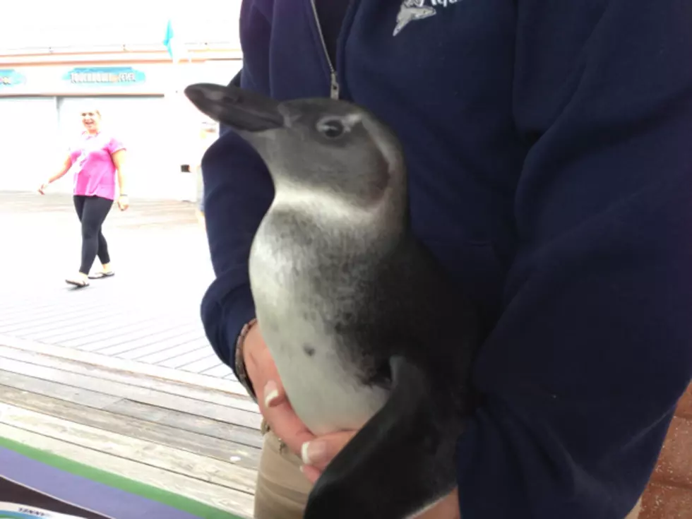 You Can Help Name The Baby Penguin At Jenkinson’s Aquarium
