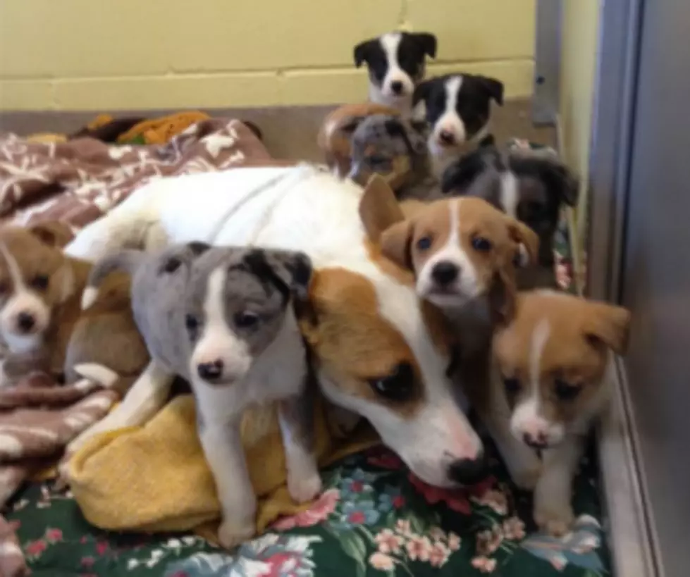 Puppies Saved from Toms River Roadway