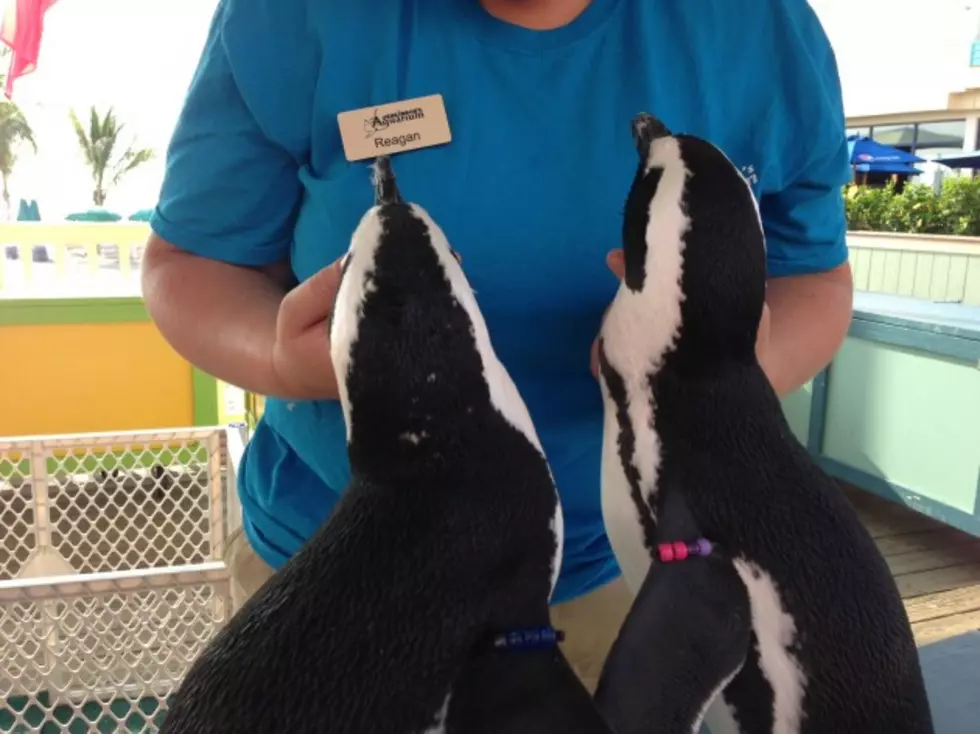 Penguins Visit Lou &#038; Liz at Jenkinson&#8217;s