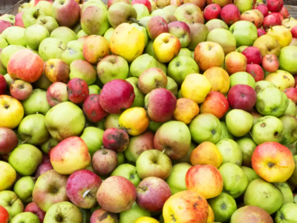 Jersey Shore Pick-Your-Own Apple and Pumpkin Guide