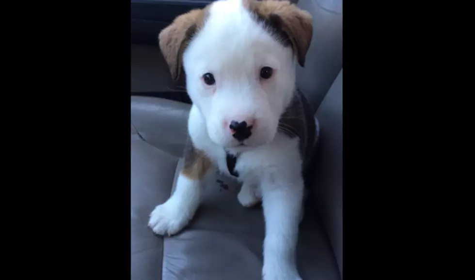 Watch: Puppy Confused by Hiccups