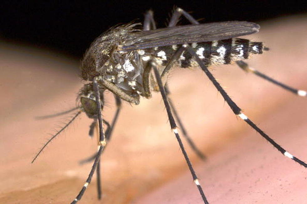 Millions of Mosquitoes At The Jersey Shore?