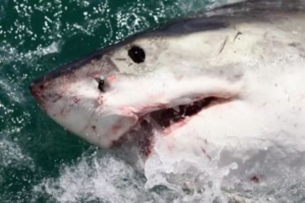 Mary Lee The Great White Shark &#8211; She&#8217;s Back!
