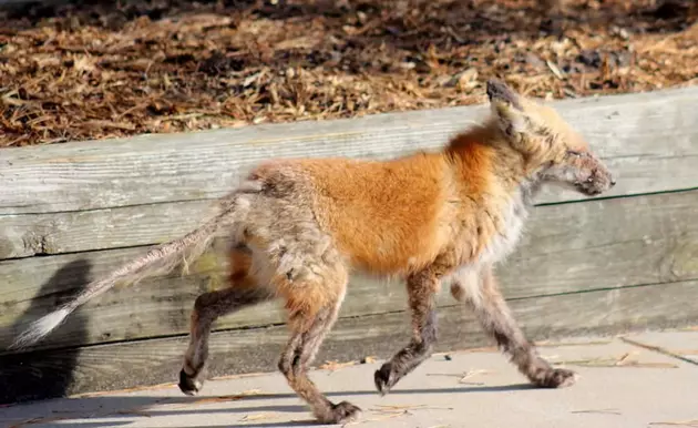 Search Still On For Mangy Fox Spotted in Bay Head Area