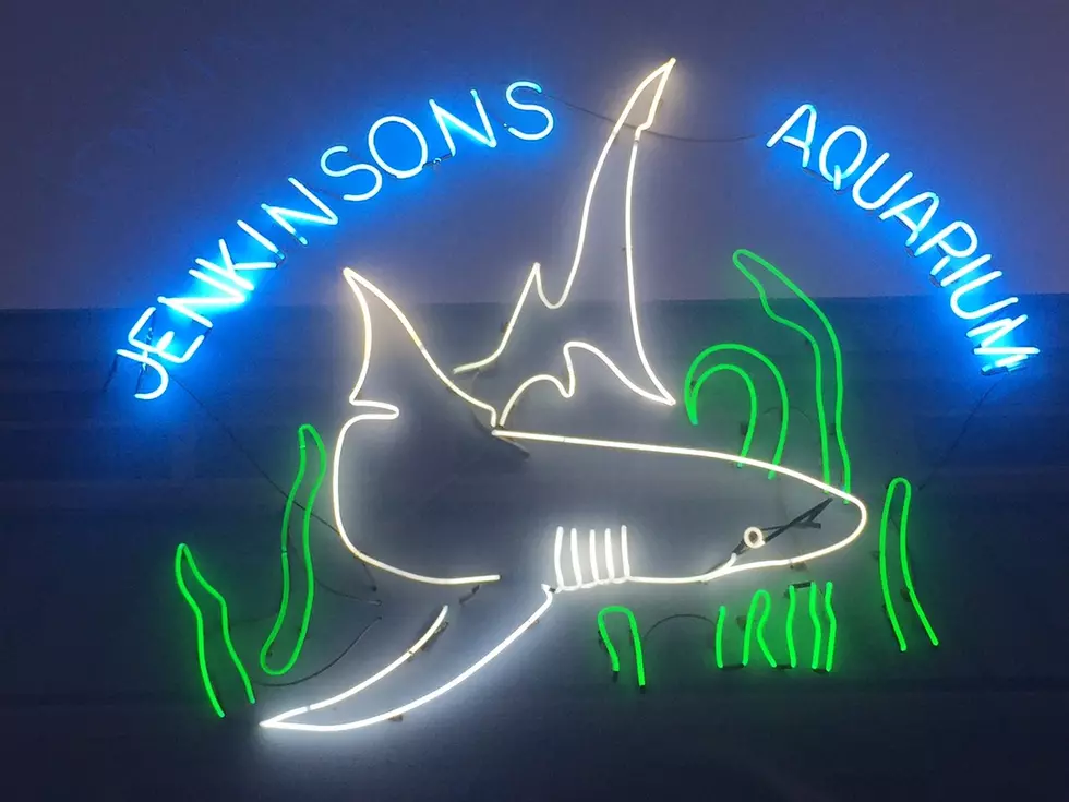YOGA at Jenkinson’s Aquarium with a Seal – Pt. Pleasant Beach
