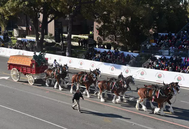 **UPDATE** Budweiser Clydesdale Horses Coming to Seaside Heights