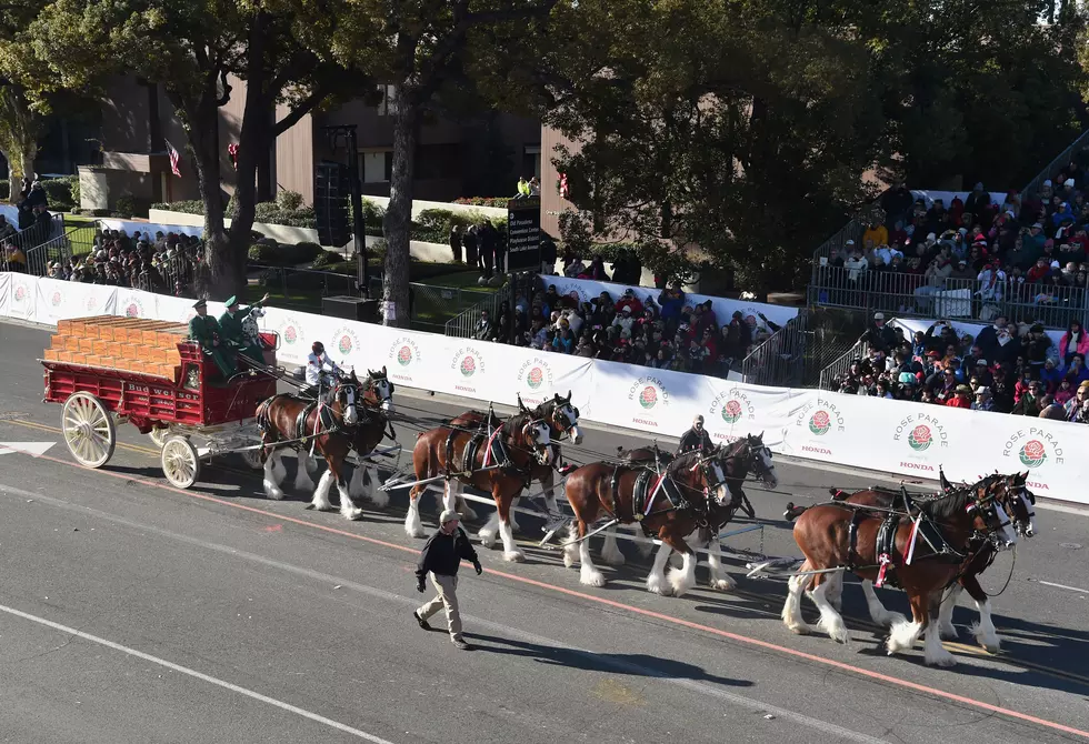 Budweiser Clydesdales Coming