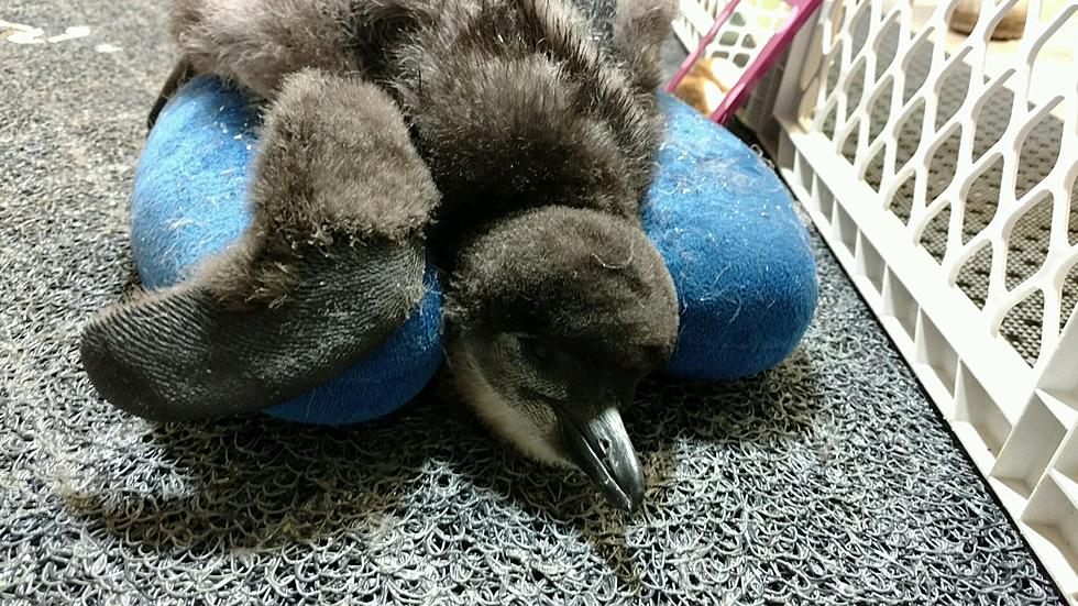 New Baby Penguin at Jenkinson’s Aquarium