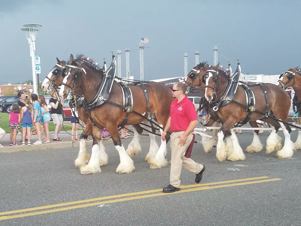 They’re Here!  Check Out The Budweiser Clydesdales in Asbury Park