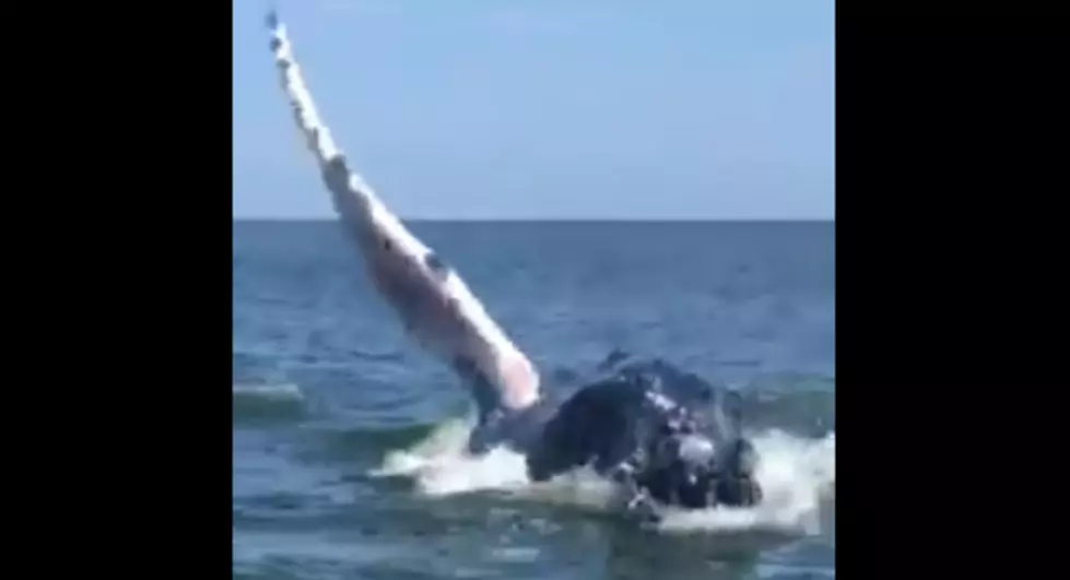 Whale Spotted Splashing Around Off New Jersey Beach