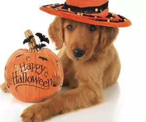 Top Pet Halloween Costumes At The Jersey Shore