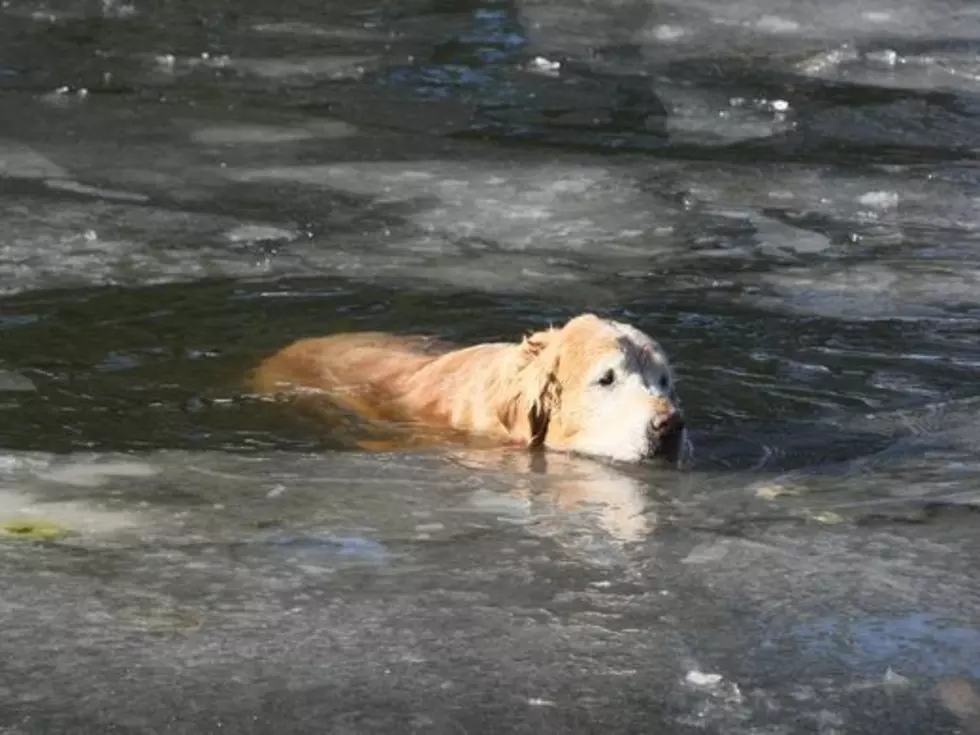 Howell Dog Rescued From Icy Pond By First Responders