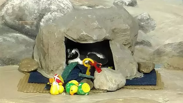 These Adorable Penguins at Jenks Might Be Having a Baby!