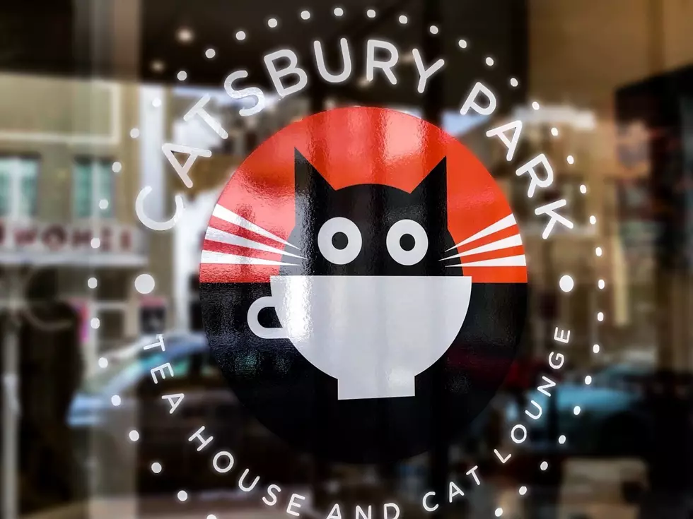 My Visit to the Cat Cafe in Asbury Park