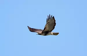 Hawk Warning At The Jersey Shore