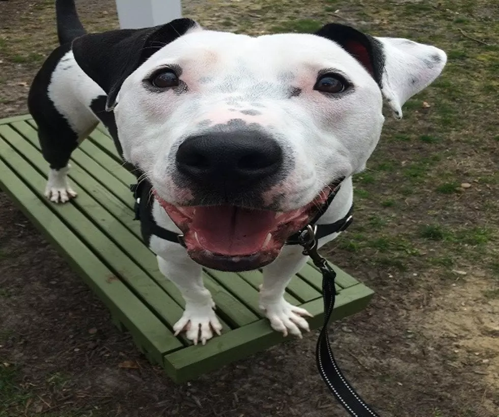 This Smiley Boy has Been at the Shelter for Close to a Year