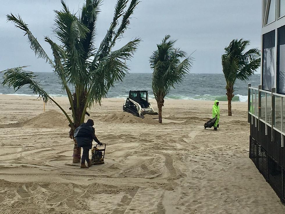 Palm Trees Go Up: Sure Sign of Summer in Point