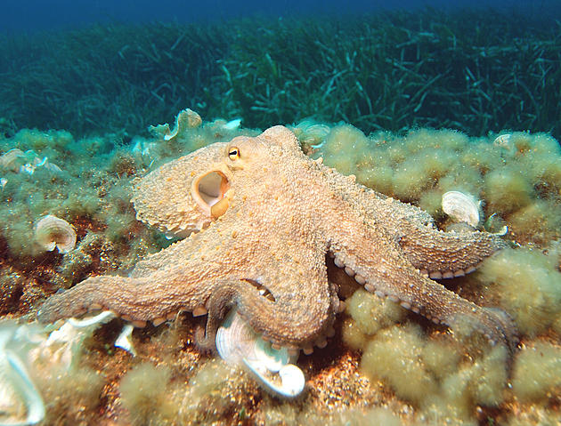The Octopus &#8212; 8 Crazy Facts!
