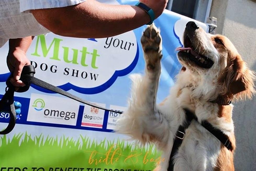 Bring Your Dog to “Strut Your Mutt” in Red Bank