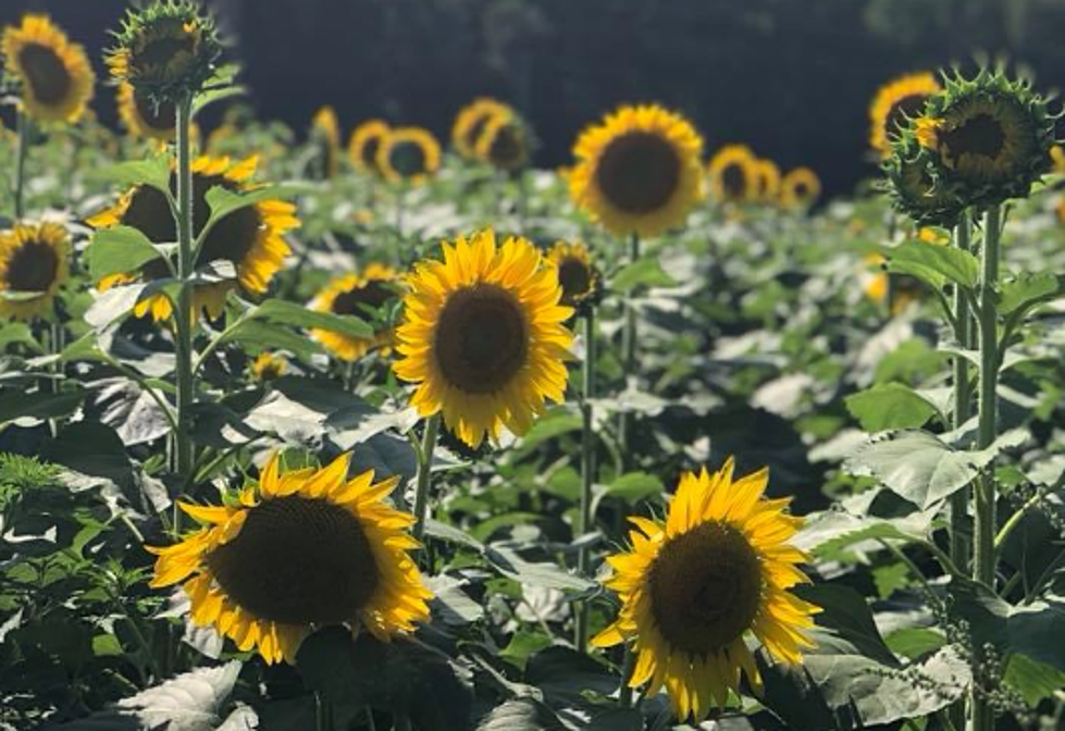Pick Your Own Sunflowers at this Awesome Monmouth Spot