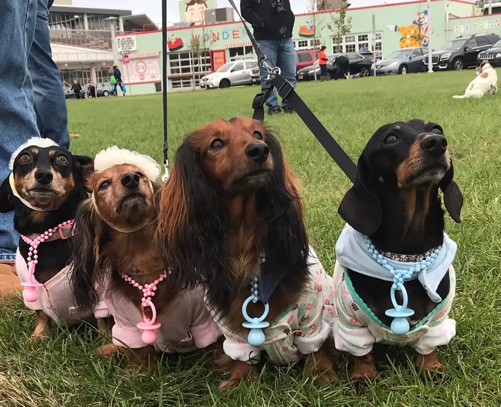 Cute Photos and Video from the Dachshund Walk