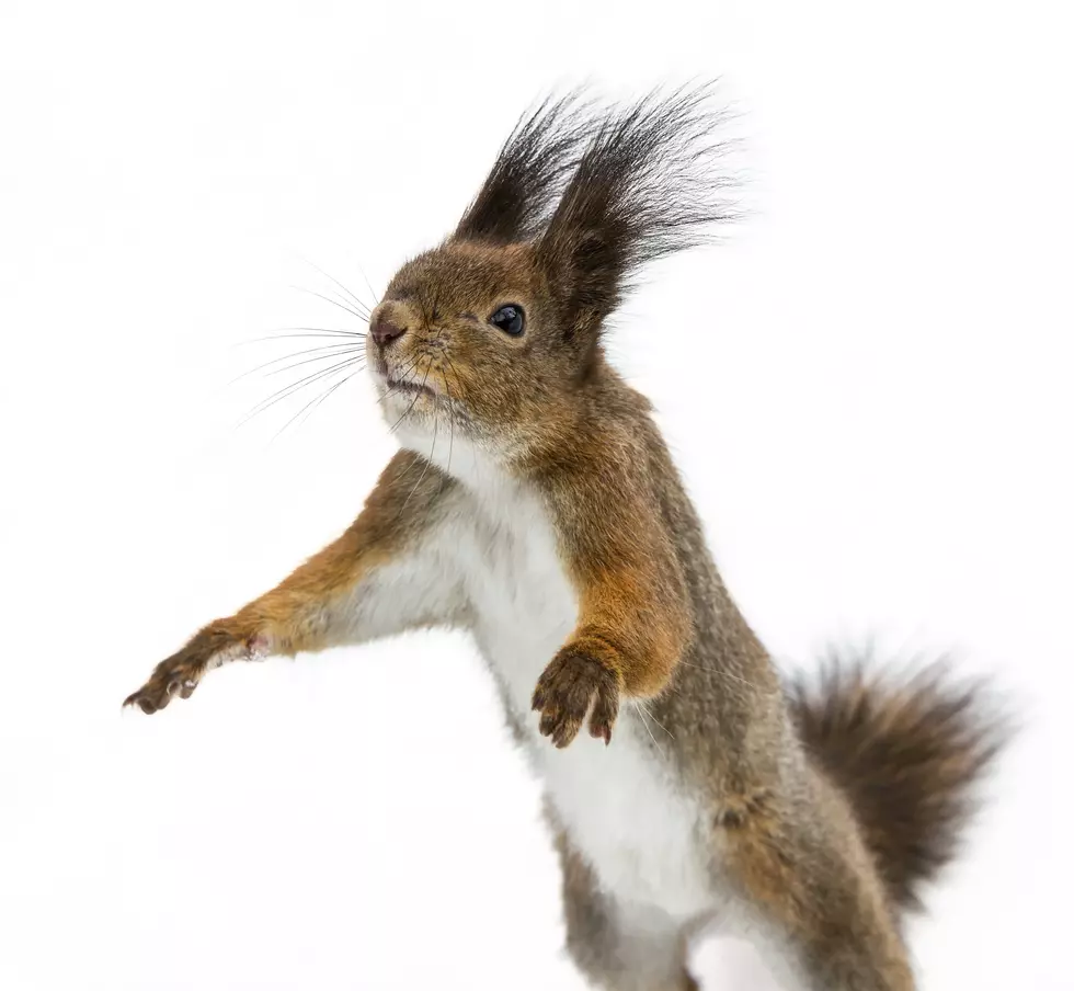 Watch the Most ‘Jersey Shore’ Squirrel Ever