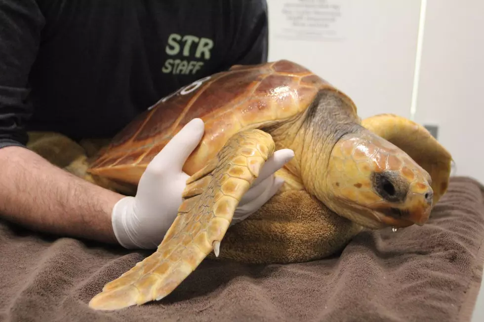 Sea Turtles Rescued from the Cold