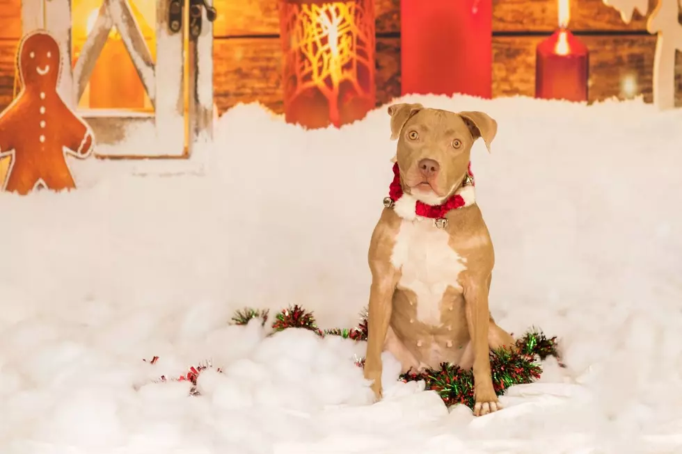 This Sweet Girl Could Use a Home for Christmas