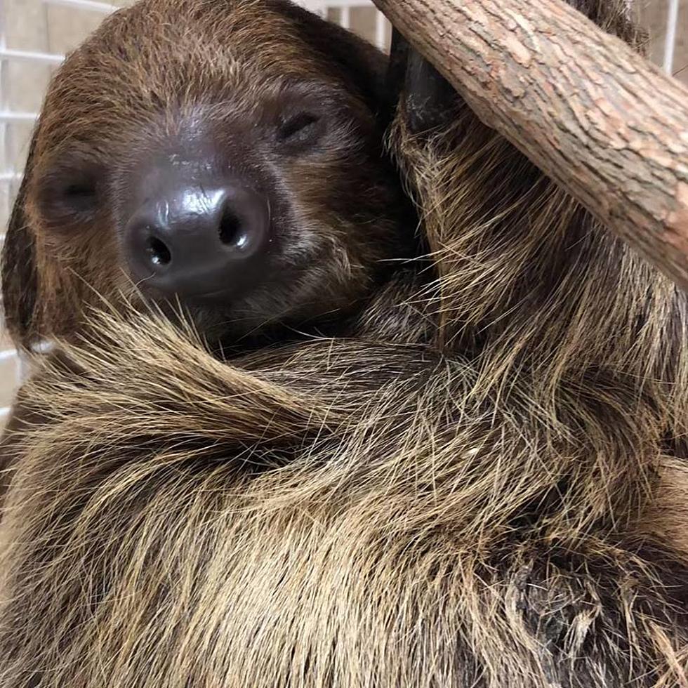 Happy “Gotcha Day” To Wally the Sloth at Jenk’s Aquarium