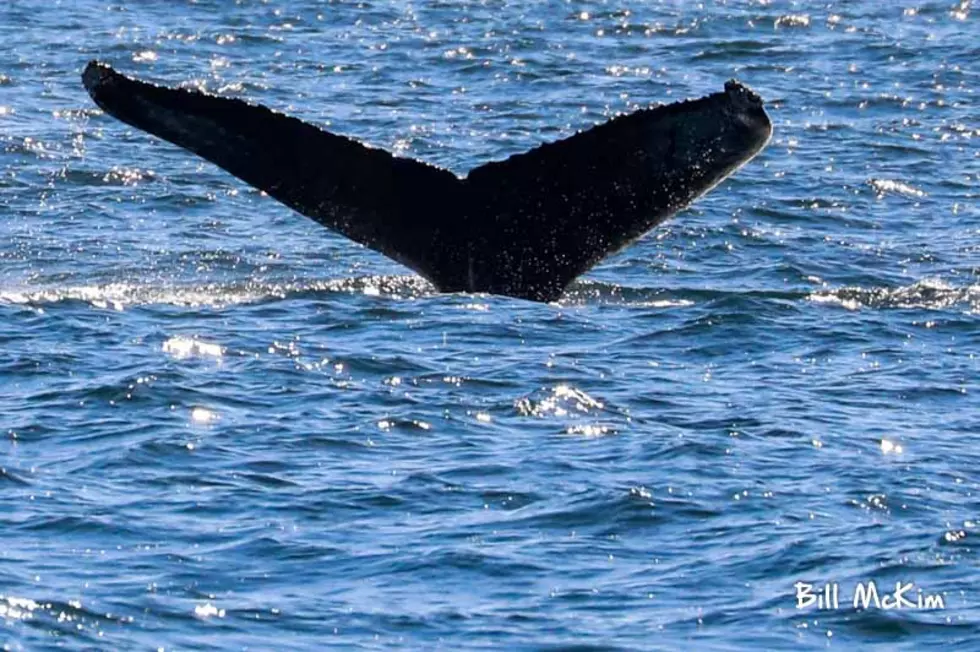 Gorgeous Footage Captured Of Humpback Whale On Jersey Shore Coast