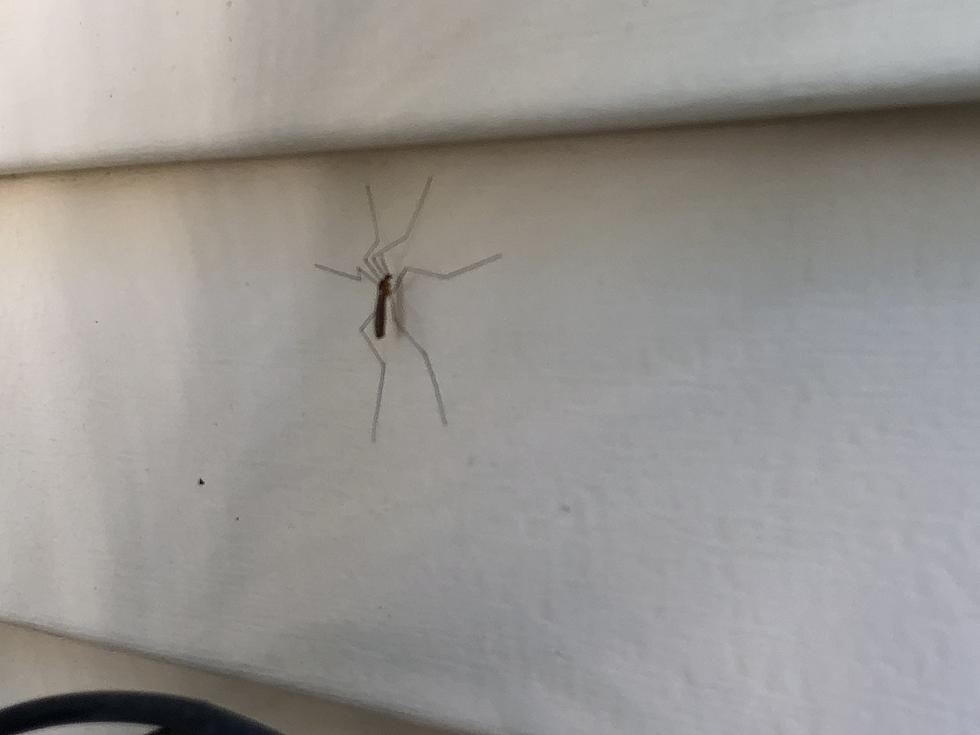 Is This A Giant Mosquito?