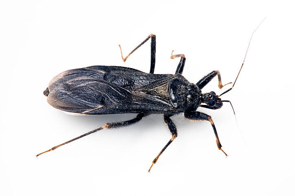 CDC Alert – Deadly ‘Kissing Bug’ Has Invaded New Jersey