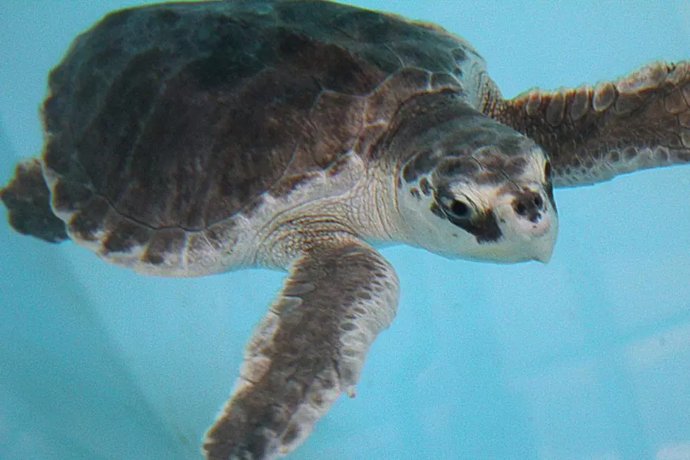 Watch a Sea Turtle Get Released on Pt. Pleasant Beach Tuesday