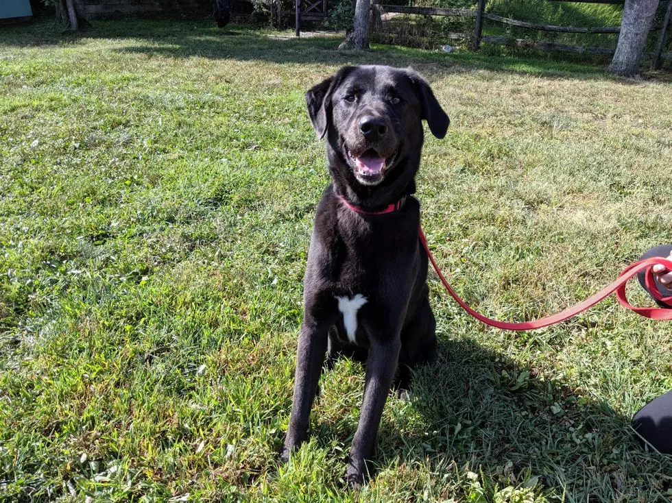 This Lab is from Ocean Township And Needs a Home