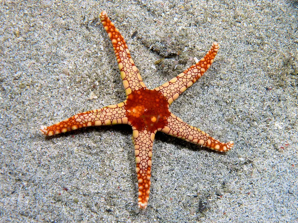 Sea Stars and Other Ocean Pukers!