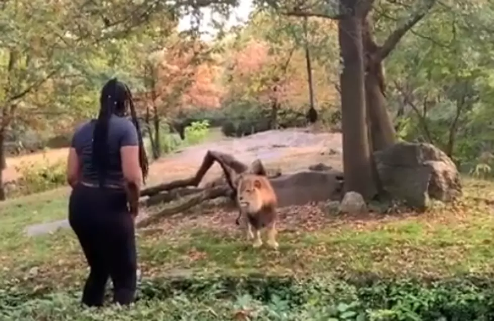 WATCH: Woman Climbs Into Lion Exhibit at Bronx Zoo