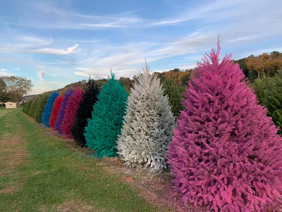 NJ Farm is Making Brightly Colored Christmas Trees
