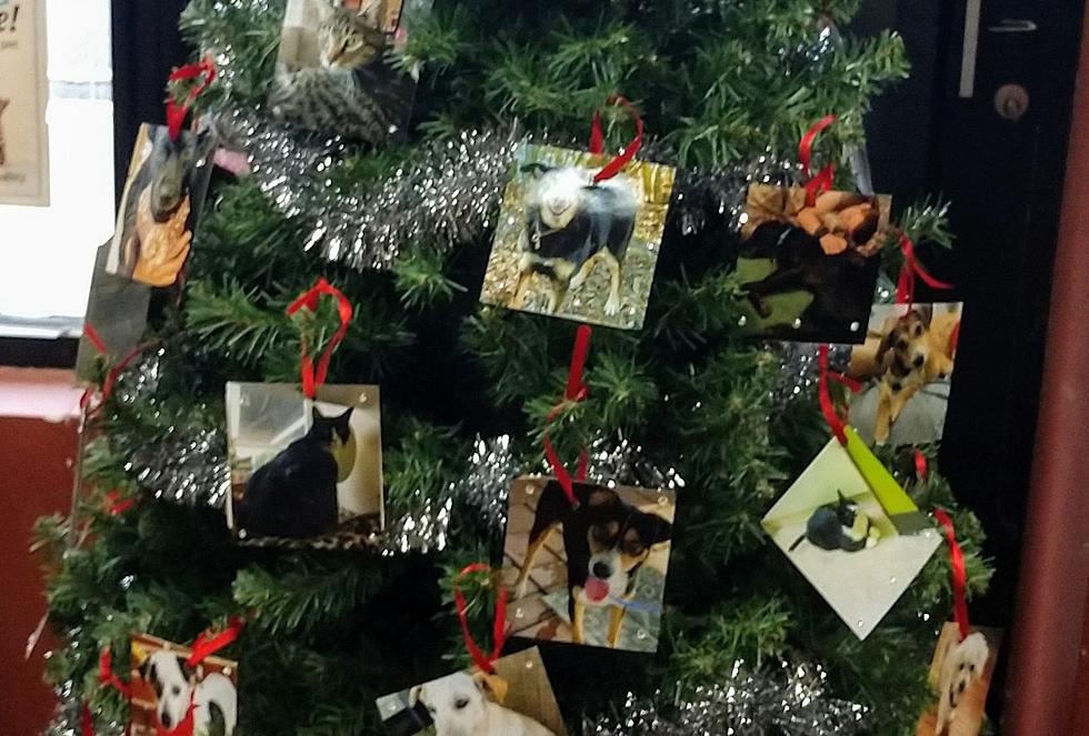 Wag On Inn Rescue Creates ‘Tree Of Hope’ To Get Animals Adopted