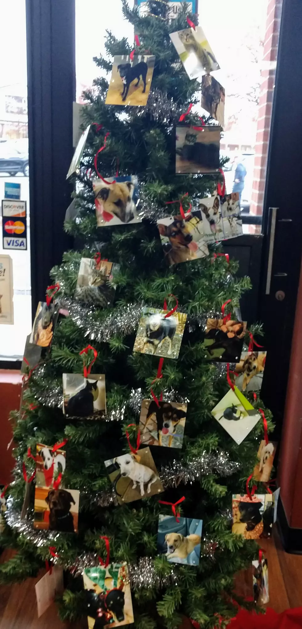 Wag On Inn Rescue Creates &#8216;Tree Of Hope&#8217; To Get Animals Adopted