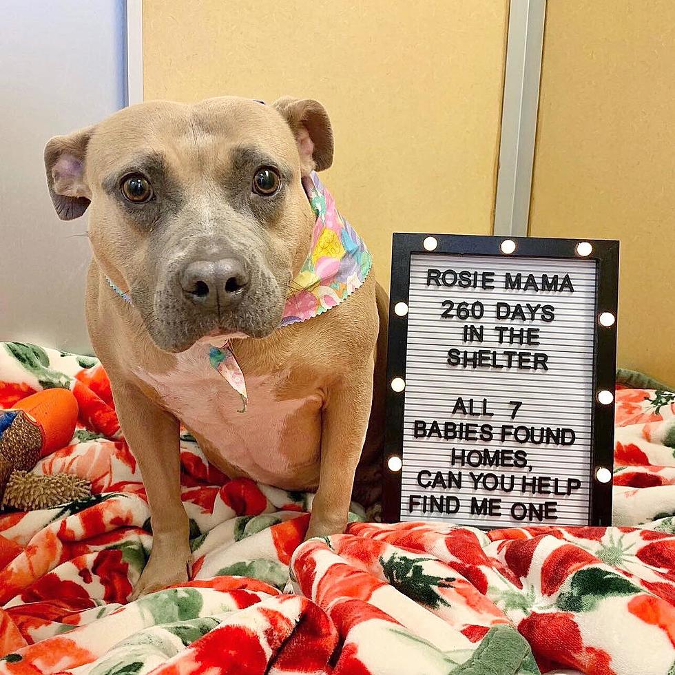 Mama Dog Overlooked in a Shelter for Over 260 Days