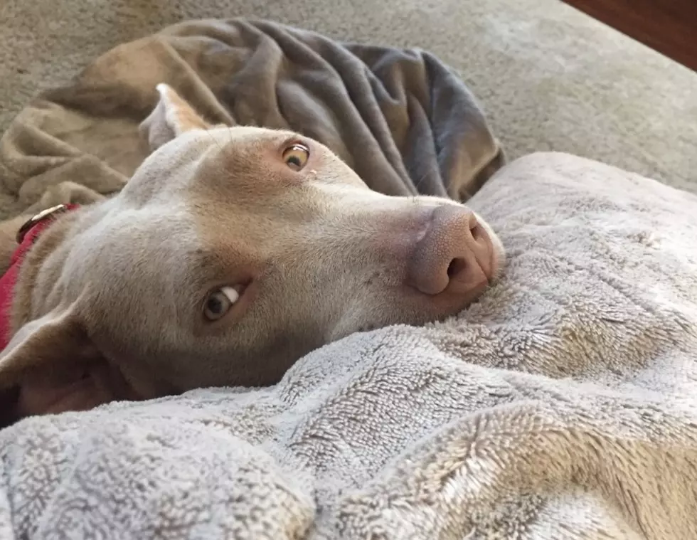Help: Sweet Dog Has Been Through 7 Homes in 5 Weeks