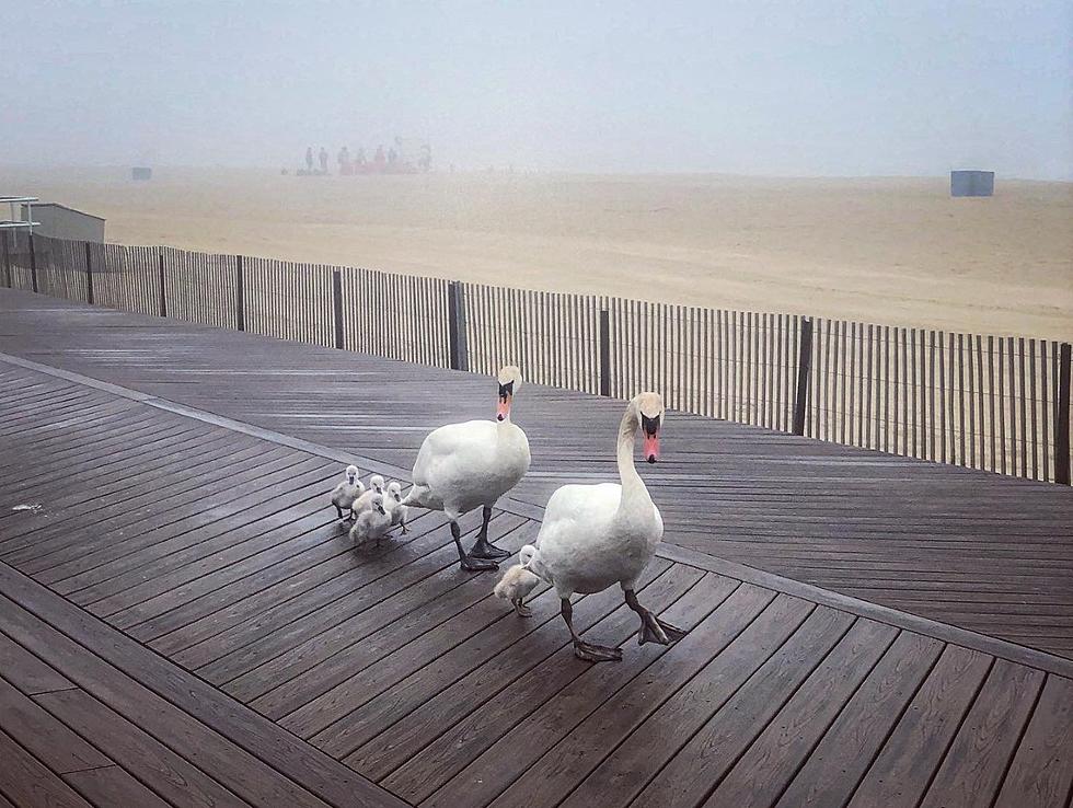 Swan Family Strolls Belmar Boardwalk