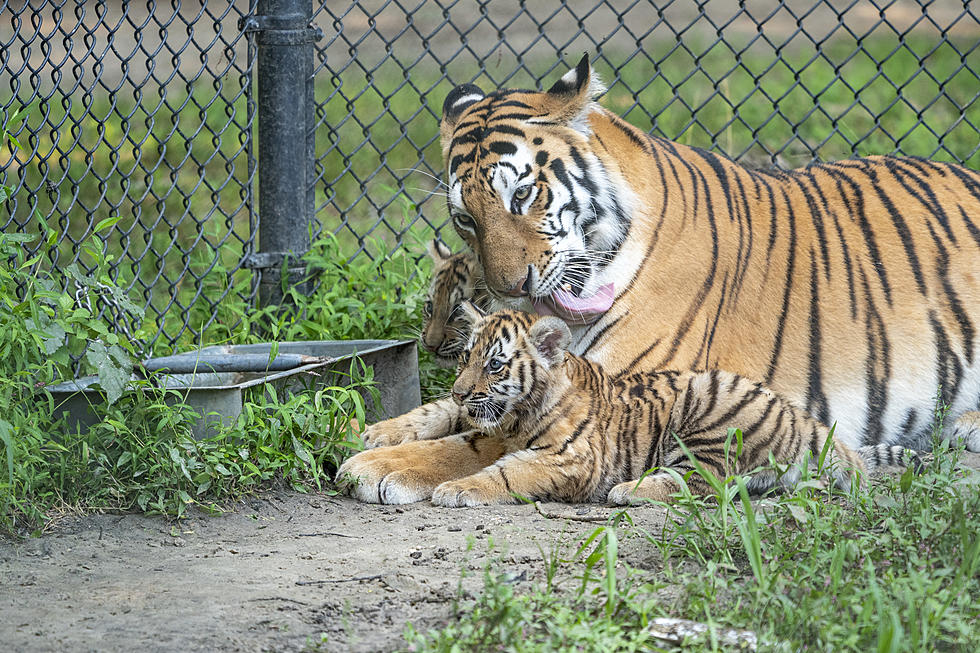 Meet Heather & Julie: Six Flags’s Two New Siberian Tiger Cubs