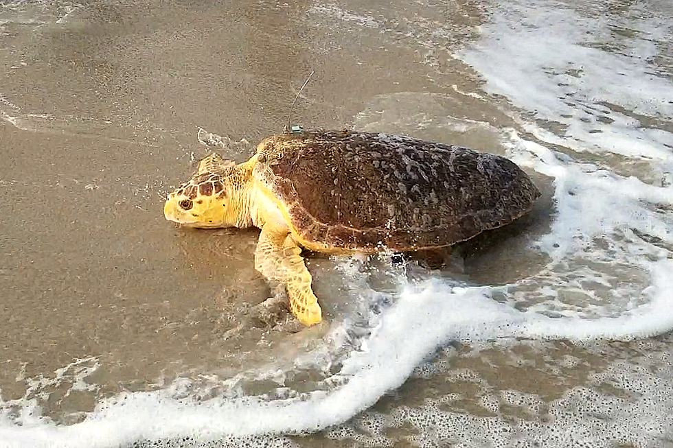 50th Sea Turtle Released into the Ocean in Pt. Pleasant