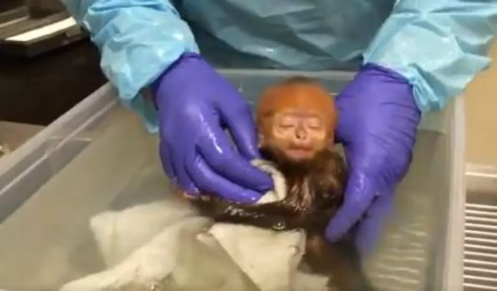 LOOK! A Baby Monkey Was Born in Philly